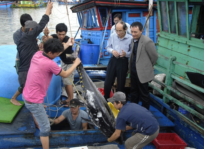Những tháng đầu năm 2024, ngư dân thị xã Hoài Nhơn (Bình Định) trúng đậm cá ngừ đại dương. Ảnh: V.Đ.T.