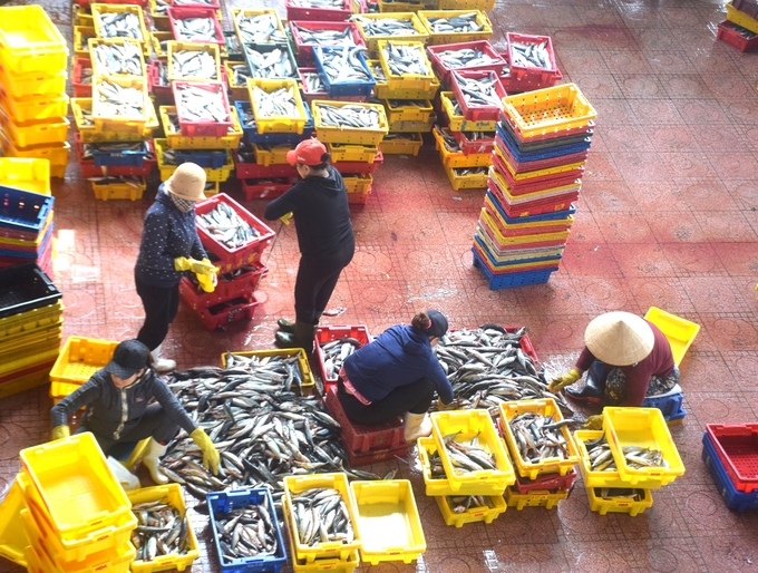 Những tháng gần đây, giá cá ngừ sọc dưa ở Bình Định ổn định, bình quân 30.000đ/kg. Ảnh: V.Đ.T.