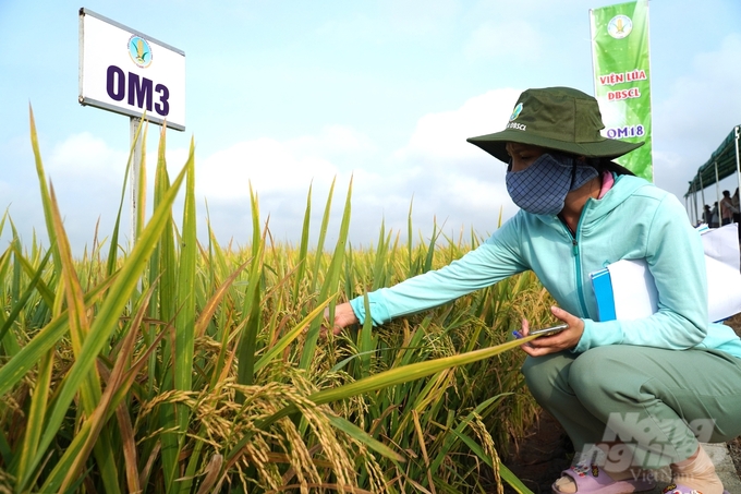Giống lúa triển vọng OM3 đã hoàn thành khảo nghiệm, nhận được sự quan tâm của bà con nông dân. Ảnh: Kim Anh.