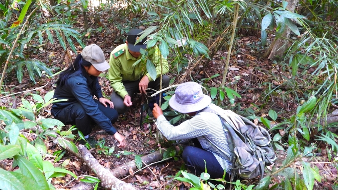 Lực lượng chức năng xử lý bẫy thú rừng tại VQG Cát Tiên. Ảnh: Trần Trung.