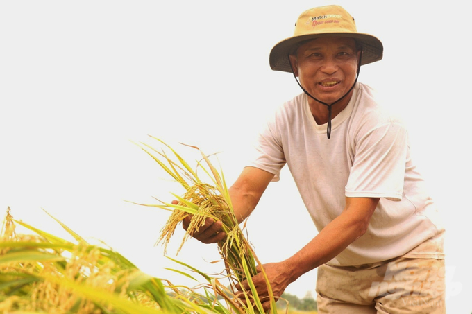 Ông Nguyễn Văn Bùi, xã Trung Hưng, huyện Cờ Đỏ được thương lái đặt cọc thu mua lúa với giá 8.400 đồng/kg, đến thời điểm thu hoạch lại bị 'cắt giá' còn 8.000 đồng/kg. Ảnh: Kim Anh.