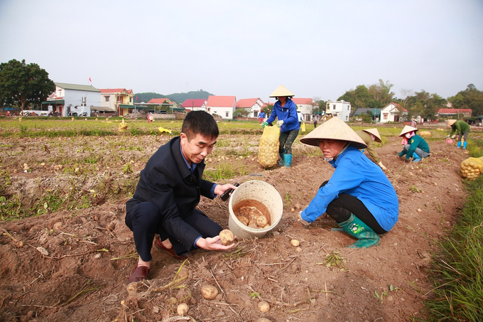 Người dân xã Đông Hải, huyện Tiên Yên phấn khởi thu hoạch khoai tây. Ảnh: Nguyễn Thành.