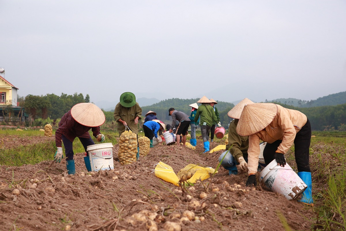 Khoai tây Atlantic cho lãi khoảng 40 triệu/ha. Ảnh: Nguyễn Thành.