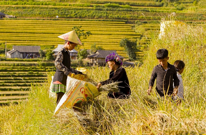 Huyện Than Uyên đang định hướng gắn phát triển sản xuất lúa với hoạt động du lịch. Ảnh: TL.