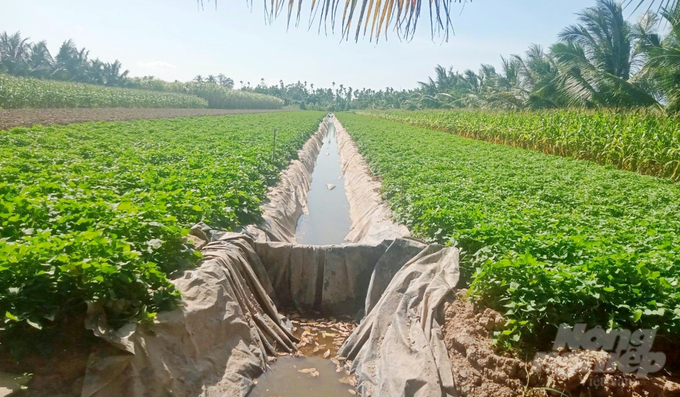 Giải pháp tích trữ nước ngọt để cung cấp cho ruộng trồng khoai lang tại huyện Cù Lao Dung. Ảnh: VĐ.