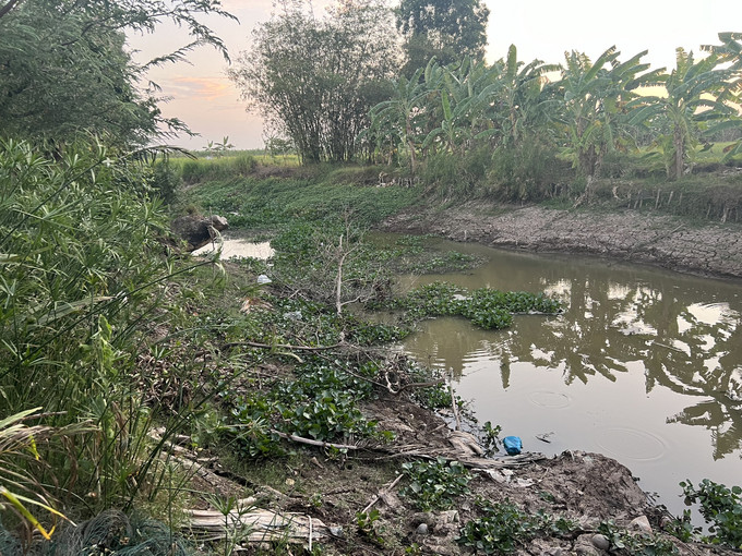 Mực nước tại kênh trên địa bàn xã Trần Hợi (Trần Văn Thời) rất thấp, nhiều nơi cạn khô. Ảnh: Trọng Linh.