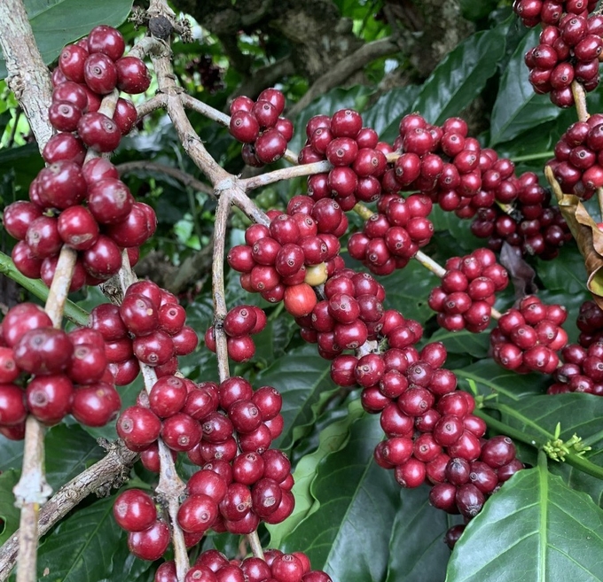 Gia Lai ngày càng chú trọng cà phê chất lượng để nâng cao giá trị xuất khẩu. Ảnh: Tuấn Anh.
