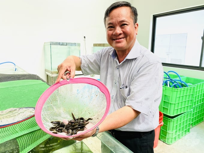 PGS.TS Phạm Thanh Liêm, Chủ nhiệm đề tài nghiên cứu thử nghiệm sản xuất giống nhân tạo cá chạch lửa đầu tiên tại ĐBSCL. Ảnh: Lê Hoàng Vũ.