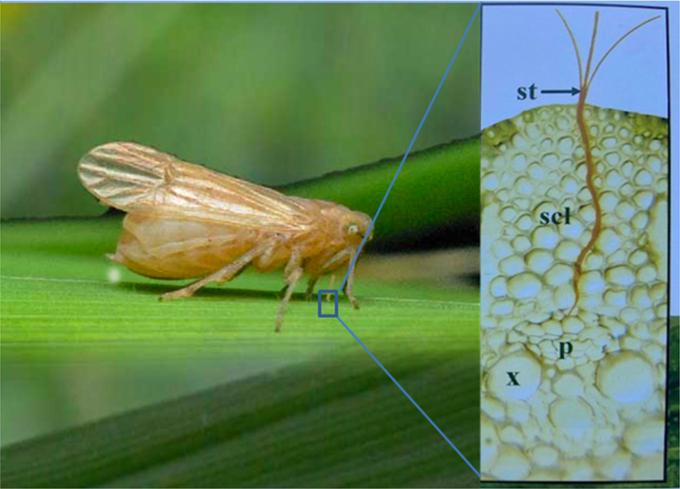 Sự chích hút của rầy nâu lên bẹ của lá lúa.