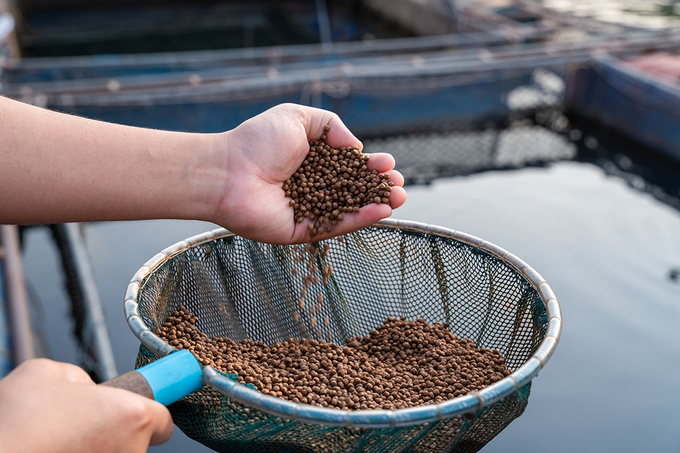 Khuyến khích các tổ chức, cá nhân sản xuất thức ăn thủy sản hiện đại hóa cơ sở vật chất. Ảnh: Shutterstock.