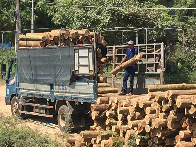 Gỗ rừng trồng được các doanh nghiệp chế biến gỗ làm nguyên liệu để sản xuất các mặt hàng xuất khẩu. Ảnh: V.Đ.T.