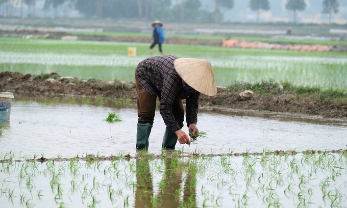 Thời tiết vụ xuân năm nay tương đối thuận lợi, với nền nhiệt cao hơn trung bình nhiều năm. Ảnh: Bảo Thắng.