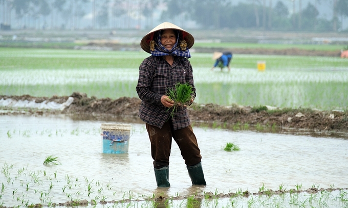 Bà Phạm Thị Chiều ở xã Hương Gián, huyện Yên Dũng đang tập trung gieo cấy cho kịp thời vụ. Ảnh: Bảo Thắng.