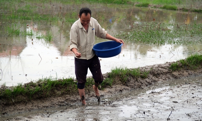 Ở một số chân ruộng có thể điều tiết chủ động nguồn nước, người dân gieo sạ để tiết kiệm ngày công. Ảnh: Bảo Thắng.