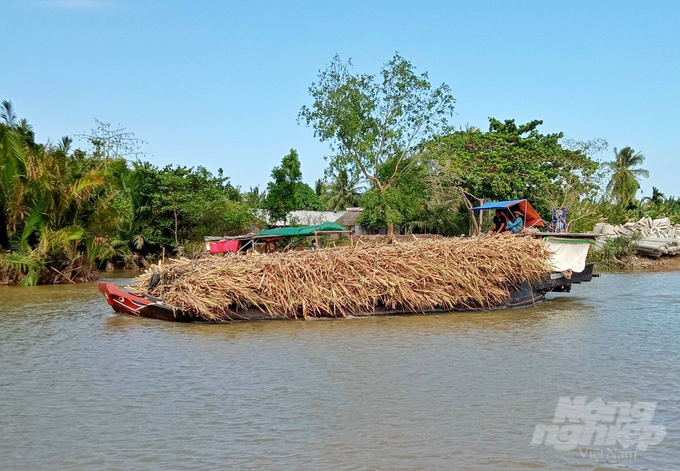 Ghe chở mía từ vùng nguyên liệu Cù Lao Dung về nhà máy tại Công ty Cổ phần Mía đường Sóc Trăng để cân mía. Ảnh: VĐ.