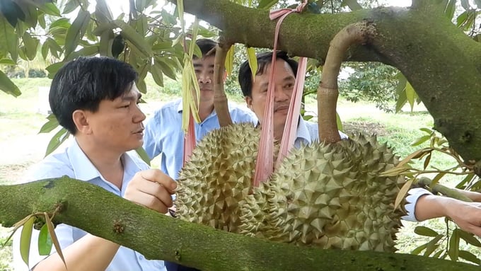 Lãnh đạo Sở NN-PTNT Bình Phước kiểm tra mã số vùng trồng sầu riêng. Ảnh: Trần Trung.