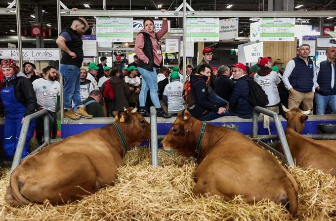 Người biểu tình trèo lên chuồng bò tại Hội chợ Nông nghiệp Quốc tế (Salon International de l'Agriculture) hôm 24/2. Ảnh: Reuters.