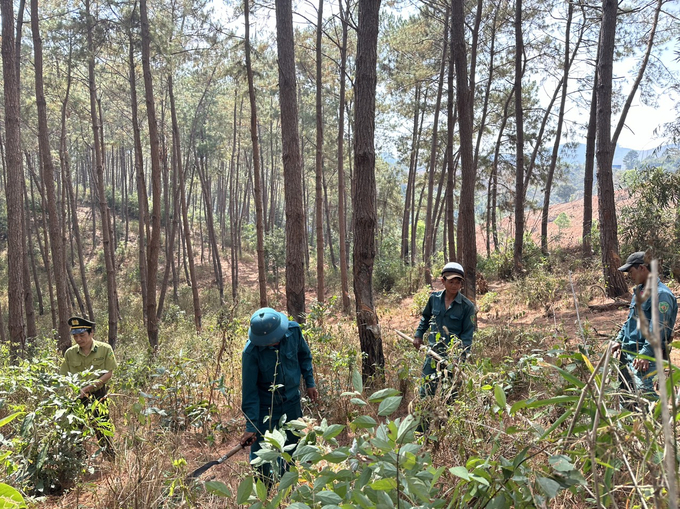 Nhân viên bảo vệ rừng xã Đăk Hà phát dọn cây tranh dưới tán rừng. Ảnh: Đăng Lâm.