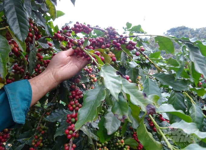 Vườn cà phê của ông Lò Văn Khánh (bản Lam, xã Chiềng Chung, huyện Mai Sơn) cây nào quả cũng sai trĩu cành. Ảnh: Hải Tiến.