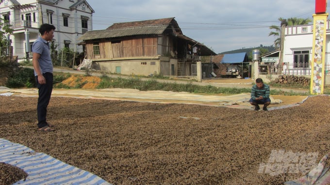 Cà phê cho thu hoạch vào mùa khô rất thuận tiện cho phơi khô ngoài nắng gió. Ảnh: Hải Tiến.
