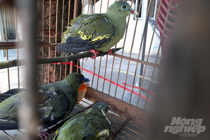 Các cá thể chim sống được rao bán phổ biến ở khu vực huyện Hướng Hóa, tỉnh Quảng Trị. Ảnh: NPV.