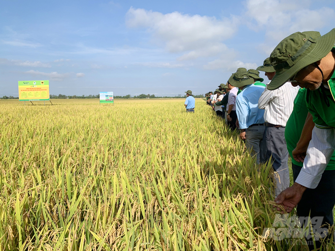 Mô hình canh tác lúa thông minh giúp giảm được chi phí sản xuất từ 3,1 – 5,8 triệu đồng/ha. Ảnh: Lê Hoàng Vũ.