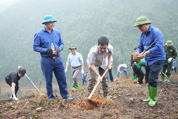 Lãnh đạo huyện Trấn Yên tham gia trồng tre cùng người dân. Ảnh: Thanh Tiến.