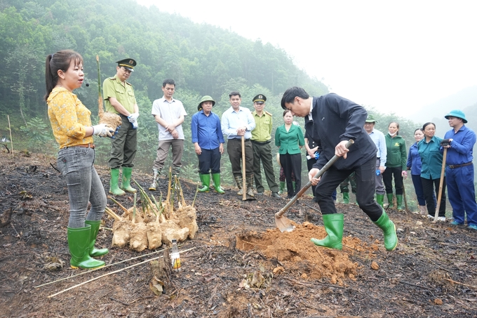 Cán bộ khuyến nông hướng dẫn người dân xã Việt Hồng kỹ thuật trồng tre Bát Độ. Ảnh: Thanh Tiến.