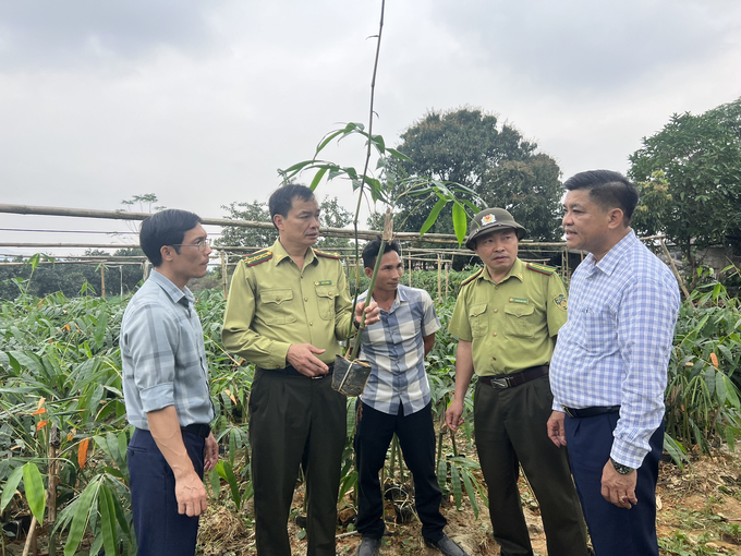 Việc lựa chọn nguồn cây giống đảm bảo chất lượng được các ngành chức năng của tỉnh Yên Bái chú trọng trước khi cấp cho người dân trồng. Ảnh: Thanh Tiến.