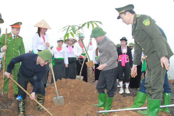 Tre Bát Độ được xác định là cây trồng chủ lực của tỉnh Yên Bái. Ảnh: Thanh Tiến.