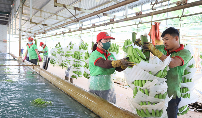 Công nhân Công ty Cổ phần Banana Brothers Farm sơ chế chuối để phục vụ xuất khẩu. Ảnh: Quang Yên.