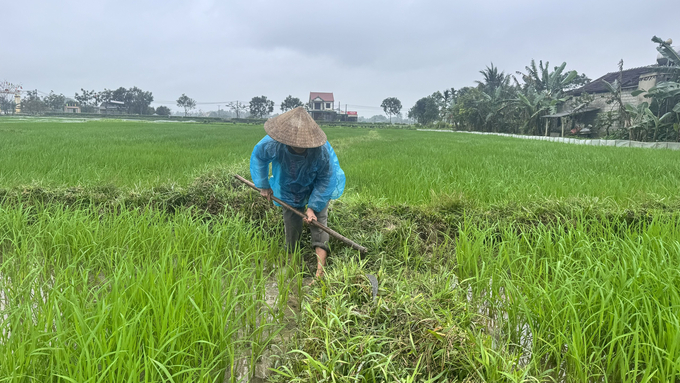 Dù trời mưa dầm, rét buốt, nhiều nông dân vẫn ra đồng dọn cỏ bờ, dặm tỉ lúa. Ảnh: Ánh Nguyệt.