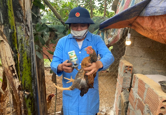 Đẩy mạnh công tác tiêm phòng cho gia súc, gia cầm là yếu tố tiên quyết nhằm ngăn ngừa và hạn chế dịch bệnh lây lan. Ảnh: VK.