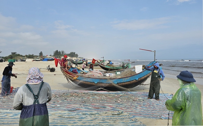 Nhiều thuyền đánh lưới cá trích ở biển Hải Ninh cùng về và gỡ cá trên bờ.