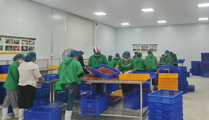 Công ty Cổ phần Ban Mê Green Farm tuyển hàng trăm công nhân để sơ chế ớt phục vụ xuất khẩu. Ảnh: Quang Yên.