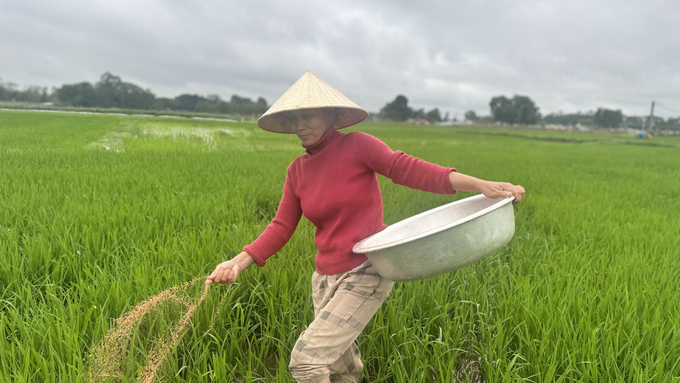 Nông dân tại huyện Can Lộc tích cực xuống đồng bón thúc đợt 1 cho lúa xuân. Ảnh: Ánh Nguyệt.