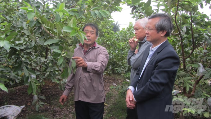 Ông Nguyễn Văn Quát (ngoài cùng bên trái) chia sẻ bí kíp trồng ổi VietGAP với các nhà khoa học. Ảnh: Hải Tiến.