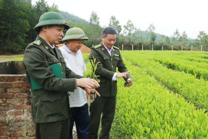 Năm 2024, tỉnh Thái Nguyên có kế hoạch trồng 3.400ha rừng tập trung và 1,19 triệu cây xanh phân tán. Ảnh: Phạm Hiếu.