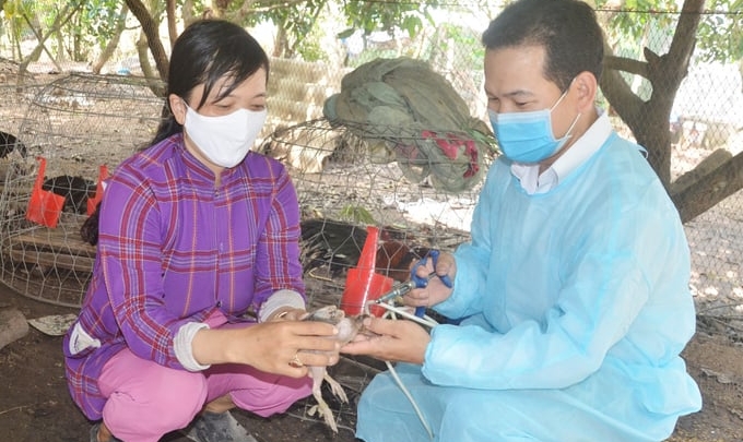 Bắc Giang's Vaccination Strategy Against Avian Influenza: A Case Study