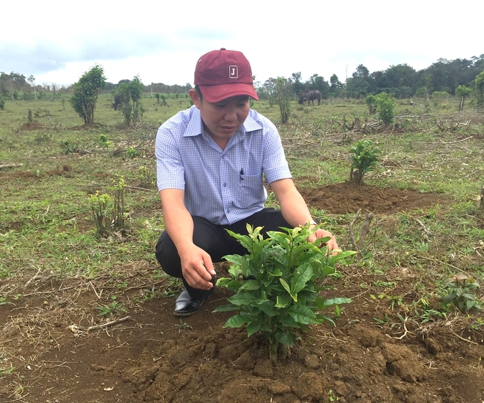 Ông Nguyễn Hùng Nam, Giám đốc Ban Quản lý Rừng đặc dụng An Toàn bên những cây chè được trồng thêm trên trảng đất bằng gần bên rừng chè mọc tập trung. Ảnh: V.Đ.T.