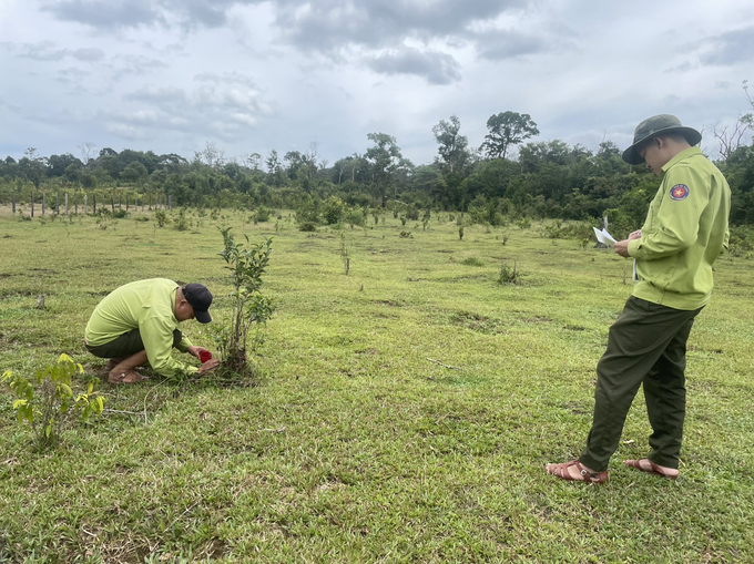 Nhân viên Ban quản lý Rừng đặc dụng An Toàn kiểm đếm cây chè trong rừng An Toàn. Ảnh: V.Đ.T.