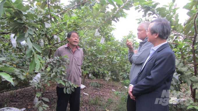 Các nhà khoa học chia sẻ kinh nghiệm trồng ổi lê Đài Loan với ông Quát. Ảnh: Hải Tiến.
