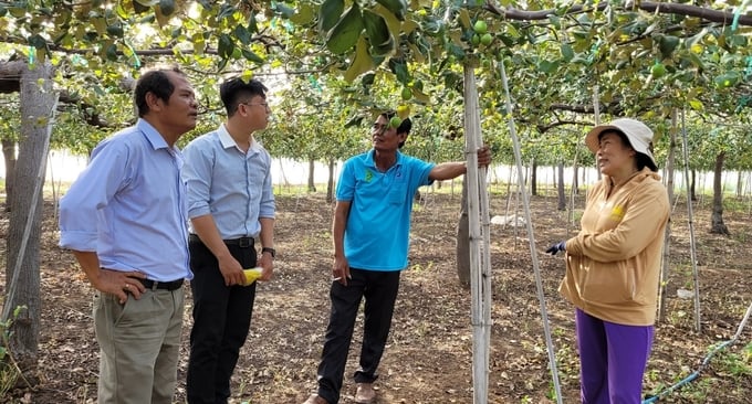 Mô hình trồng táo hướng hữu cơ đạt chứng nhận VietGAP tại xã Phong Phú, huyện Tuy Phong (Bình Thuận). Ảnh: KS.