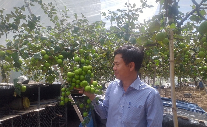 Với hiệu quả mang lại, Trung tâm Khuyến nông Bình Thuận sẽ tiếp tục triển khai mô hình trồng táo tại huyện Tuy Phong. Ảnh: KS.
