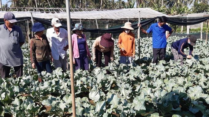 Mô hình trồng súp lơ vàng, một trong những mô hình khuyến nông thành công do Trung tâm Dịch vụ nông nghiệp thị xã Hoài Nhơn (Bình Định) triển khai trong năm 2023. Ảnh: V.Đ.T.