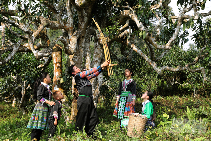 Lễ tôn vinh cây chè được đồng bào Mông ở Suối Giàng tổ chức vào giữa thu hoặc đầu xuân theo nghi lễ truyền thống để cảm tạ trời đất, cảm tạ cây chè shan.