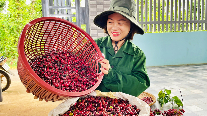Sau nhiều năm kiên trì theo đuổi mô hình canh tác hữu cơ, Công ty TNHH Sản xuất và Thương mại Vương Thành Công đã được cấp chứng nhận cà phê hữu cơ vào tháng 3/2021. Ảnh: Phương Thảo.