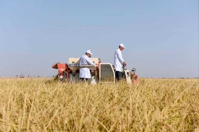 Các chuyên gia nông nghiệp thu hoạch lúa chịu mặn ở khu tự trị Duy Ngô Nhĩ Tân Cương. Ảnh: Tân Hoa Xã.