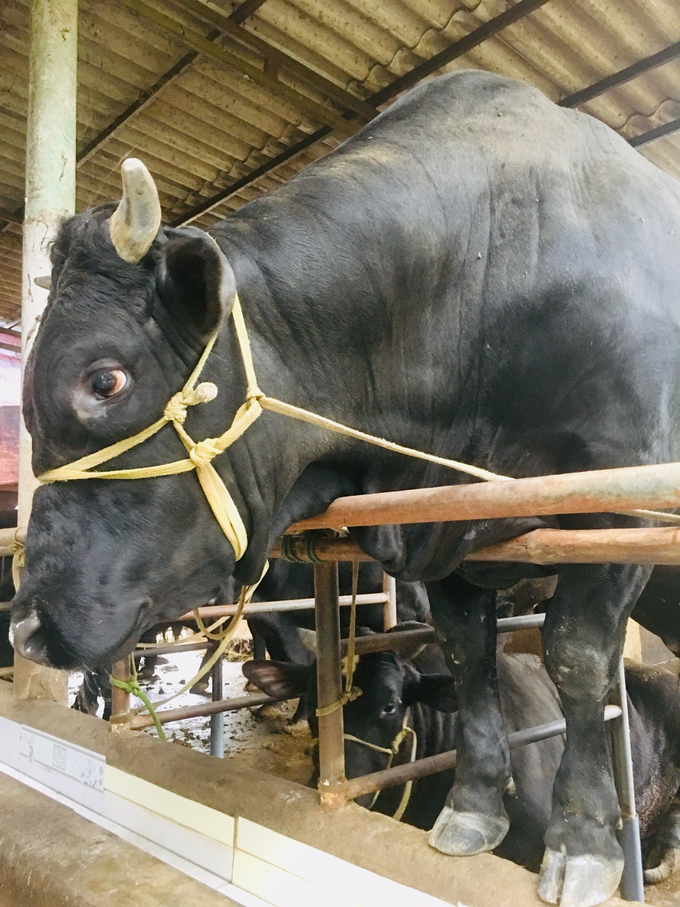Những chú bò cao lớn, nặng hơn 800kg chuẩn bị xuất chuồng. Ảnh: Việt Toàn.