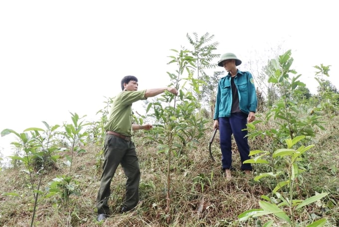Cán bộ Ban quản lý rừng ATK Định Hóa hướng dẫn người dân địa phương chăm sóc diện tích cây quế mới trồng. Ảnh: Phạm Hiếu.